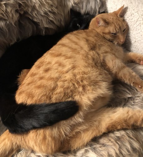 Kat Europese korthaar of huiskat