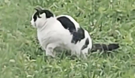 Kat Europese korthaar of huiskat