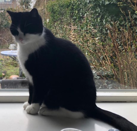 Kat Europese korthaar of huiskat