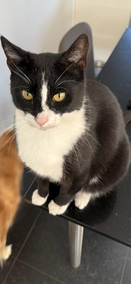 Kat Europese korthaar of huiskat