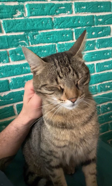 Kat Europese korthaar of huiskat