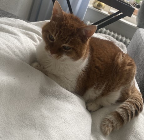 Kat Europese korthaar of huiskat