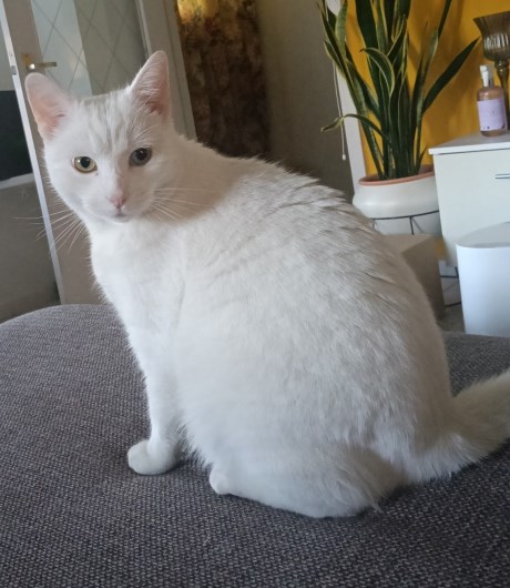 Kat Europese korthaar of huiskat