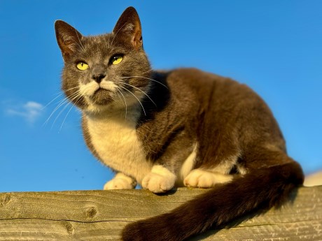 Kat Europese korthaar of huiskat