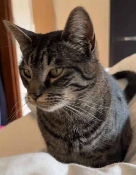 Kat Europese korthaar of huiskat