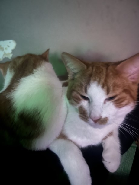 Kat Europese korthaar of huiskat