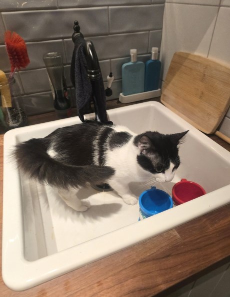 Kat Europese korthaar of huiskat