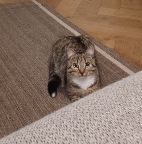 Kat Europese korthaar of huiskat