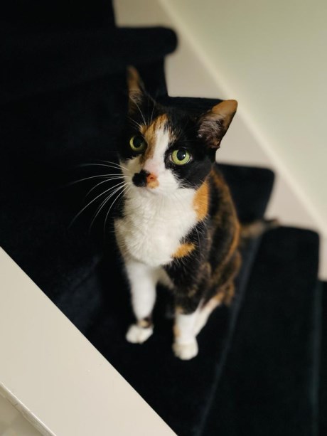 Kat Europese korthaar of huiskat