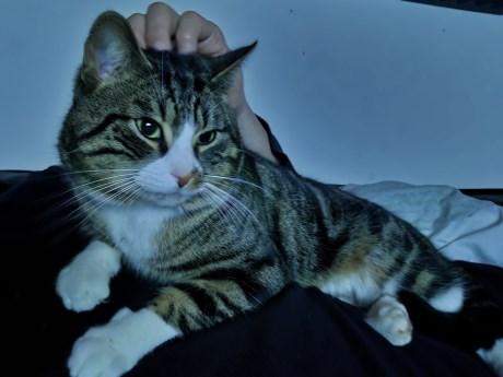 Kat Europese korthaar of huiskat