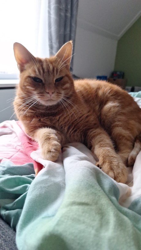 Kat Europese korthaar of huiskat