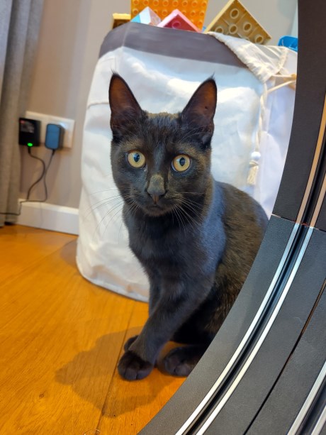 Kat Europese korthaar of huiskat