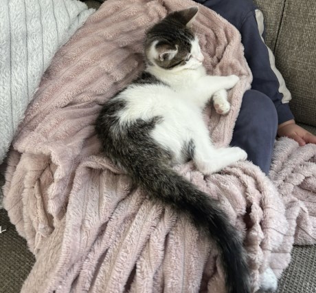 Kat Europese korthaar of huiskat