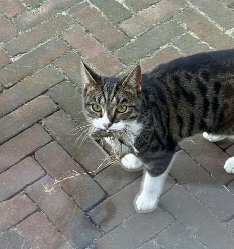 Kat Europese korthaar of huiskat