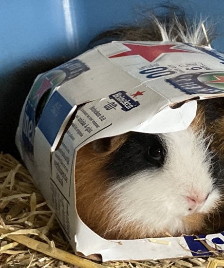 Knaagdier / Haasachtige Cavia
