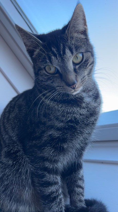 Kat Europese korthaar of huiskat