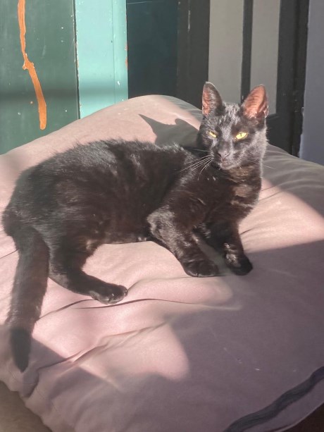 Kat Europese korthaar of huiskat