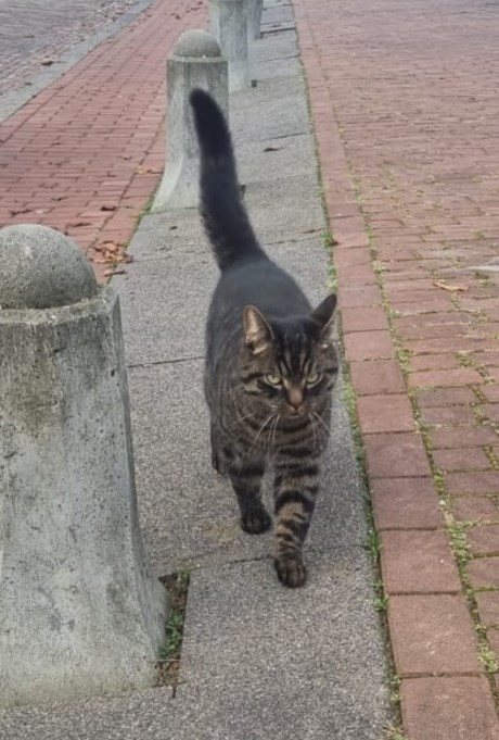 Kat Europese korthaar of huiskat