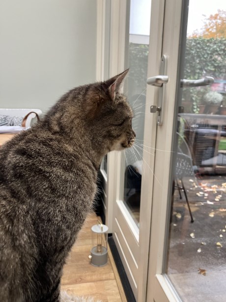 Kat Europese korthaar of huiskat