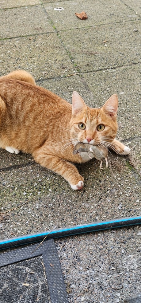 Kat Europese korthaar of huiskat