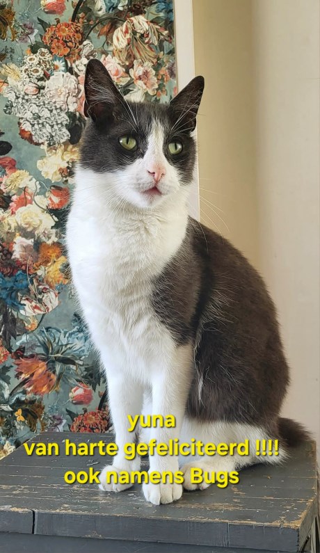 Kat Europese korthaar of huiskat