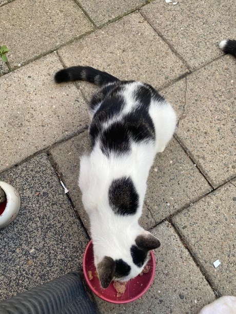 Kat Europese korthaar of huiskat