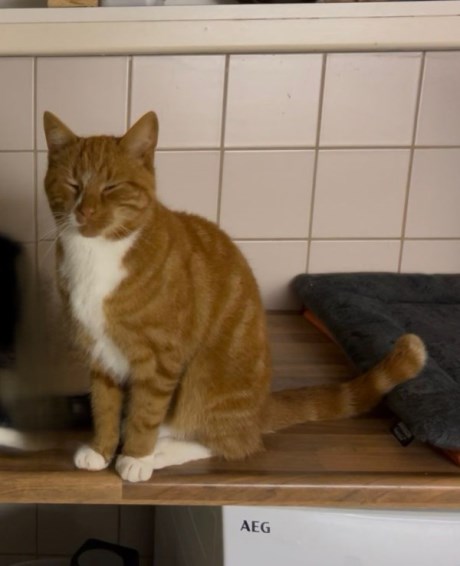 Kat Europese korthaar of huiskat