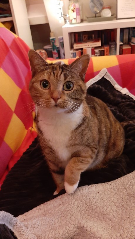 Kat Europese korthaar of huiskat