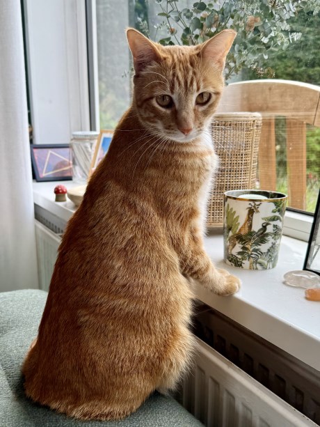 Kat Europese korthaar of huiskat