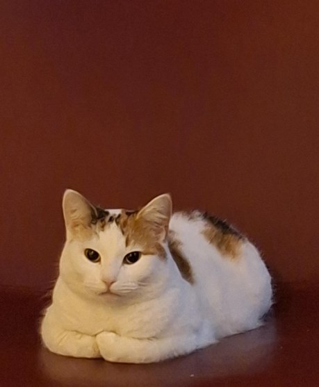 Kat Europese korthaar of huiskat