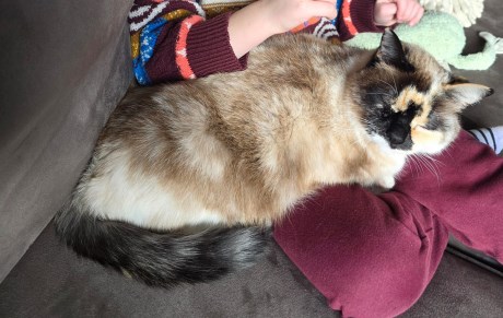 Kat Europese korthaar of huiskat