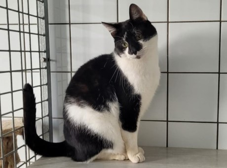 Kat Europese korthaar of huiskat