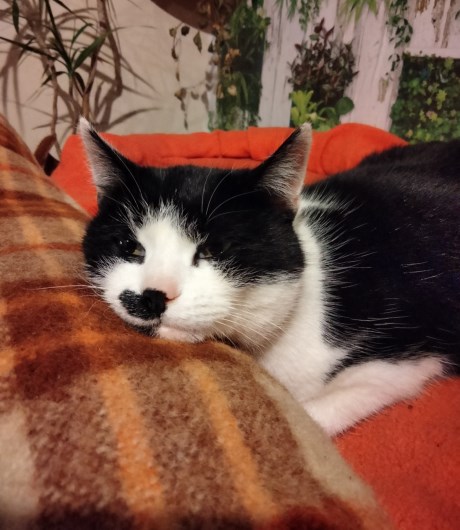 Kat Europese korthaar of huiskat