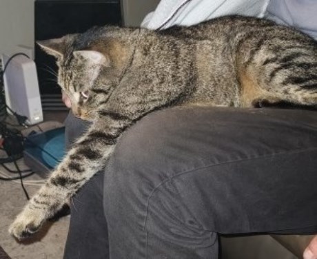 Kat Europese korthaar of huiskat