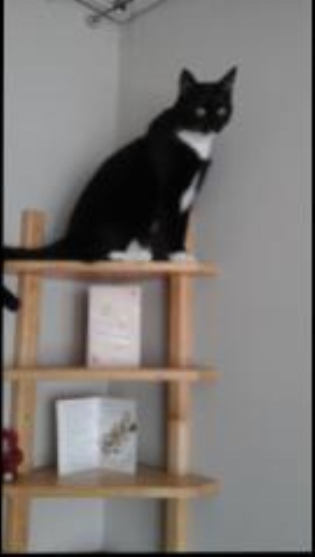 Kat Europese korthaar of huiskat