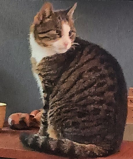 Kat Europese korthaar of huiskat