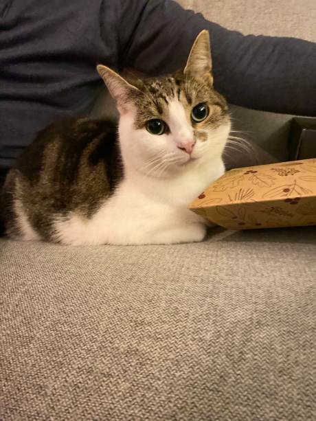 Kat Europese korthaar of huiskat