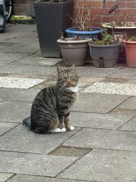 Kat Europese korthaar of huiskat