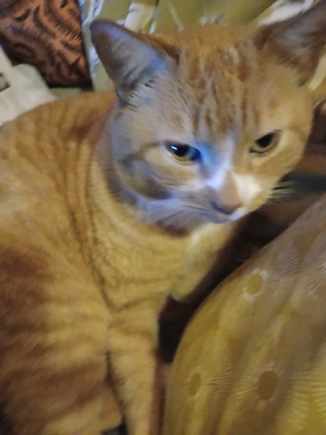 Kat Europese korthaar of huiskat