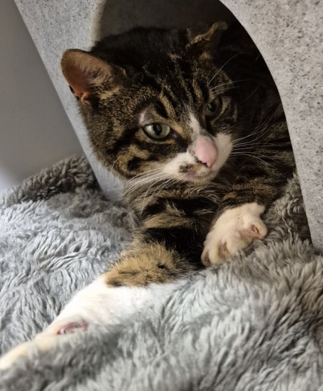 Kat Europese korthaar of huiskat