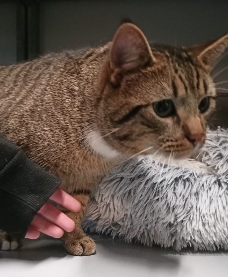 Kat Europese korthaar of huiskat