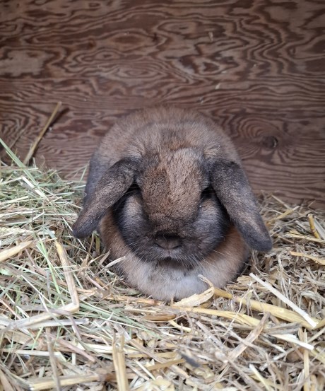 Knaagdier / Haasachtige Konijn
