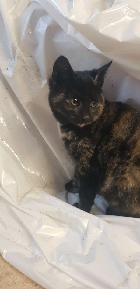 Kat Europese korthaar of huiskat