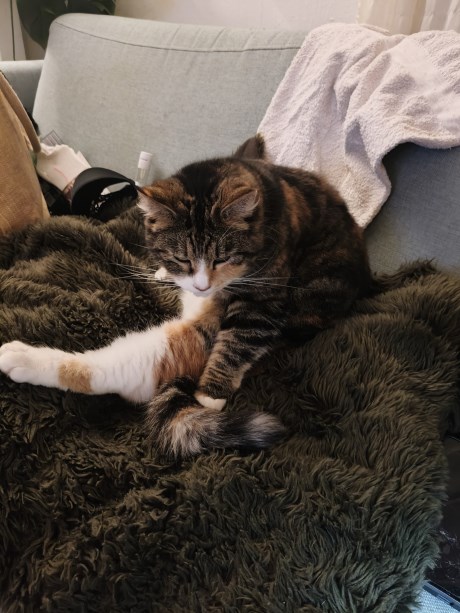 Kat Europese korthaar of huiskat