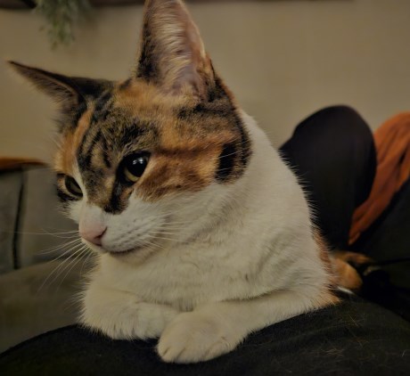 Kat Europese korthaar of huiskat