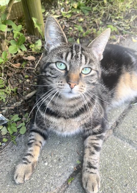 Kat Europese korthaar of huiskat