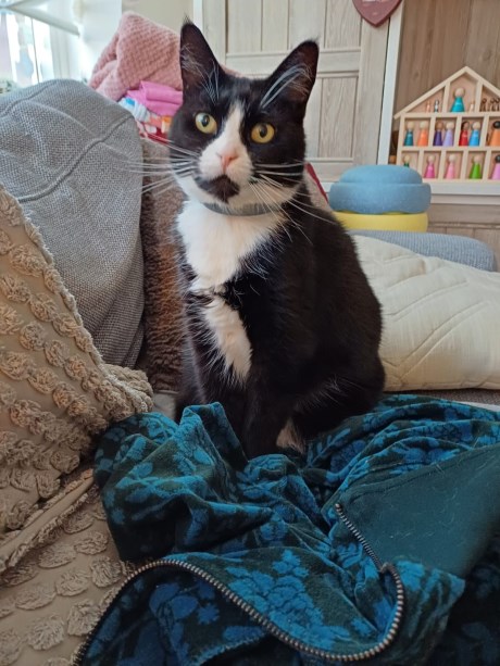 Kat Europese korthaar of huiskat