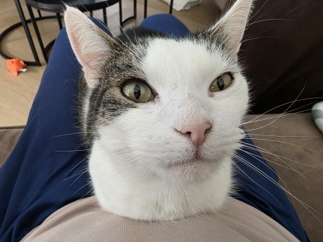 Kat Europese korthaar of huiskat