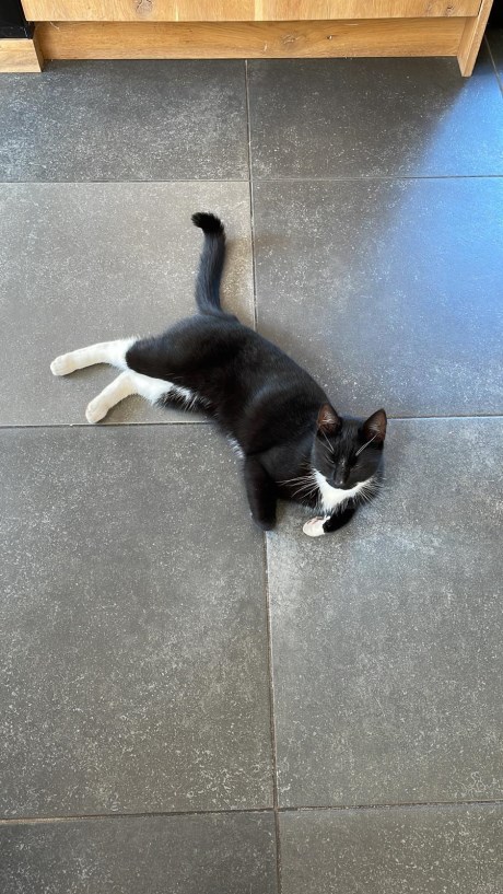 Kat Europese korthaar of huiskat