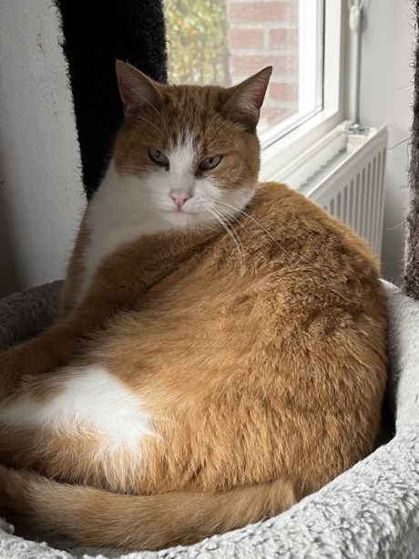 Kat Europese korthaar of huiskat